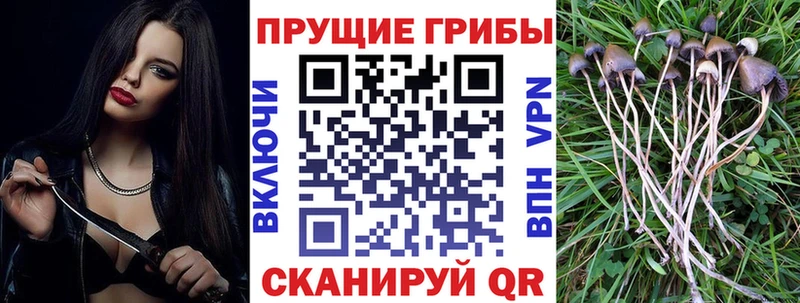 как найти наркотики  Снежинск  Псилоцибиновые грибы Magic Shrooms 